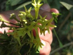 Cestrum anagyris