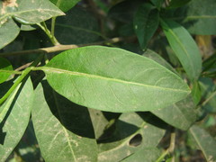 Cestrum anagyris