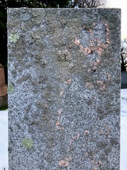 Erythricium aurantiacum