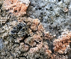 Erythricium aurantiacum