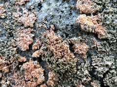 Erythricium aurantiacum