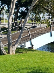 Anas platyrhynchos domesticus