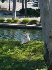 Anas platyrhynchos domesticus