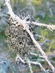 Hypogymnia apinnata