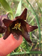 Fritillaria biflora biflora