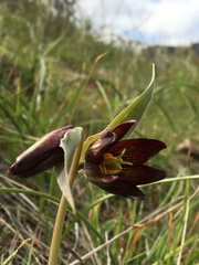 Fritillaria biflora biflora