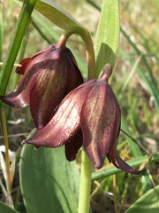 Fritillaria biflora biflora
