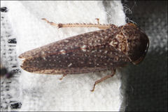 Putoniessa