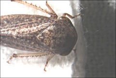 Putoniessa