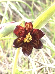 Fritillaria biflora biflora