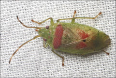 Eupolemus virescens