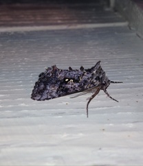 Syngrapha octoscripta