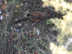 Rhinocrypta lanceolata