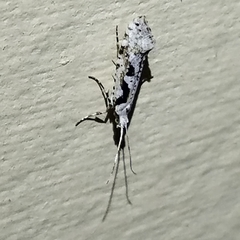 Rhigognostis interrupta