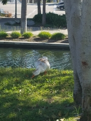 Anas platyrhynchos domesticus