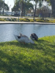 Anas platyrhynchos domesticus