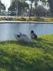 Anas platyrhynchos domesticus