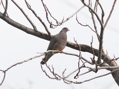 Patagioenas fasciata