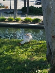 Anas platyrhynchos domesticus