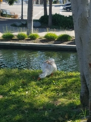 Anas platyrhynchos domesticus