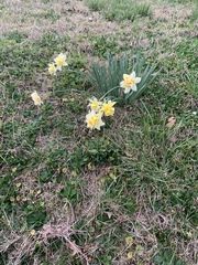 Narcissus