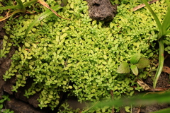 Callitriche terrestris