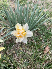 Narcissus