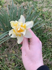 Narcissus