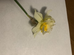 Narcissus