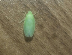 Chloronana