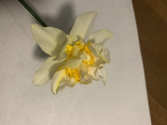 Narcissus