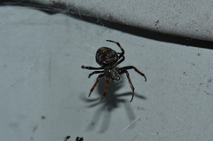 Araneus granadensis