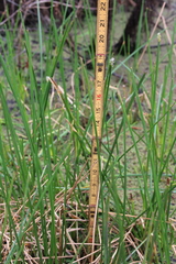 Eleocharis quadrangulata