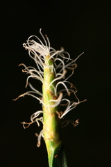 Eleocharis quadrangulata