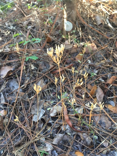 Image of Voyria parasitica by (c) Brandon Corder, some rights reserved (CC BY)