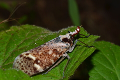 Phrictus moebiusi