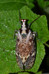 Phrictus moebiusi