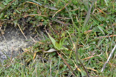 Triphysaria versicolor versicolor