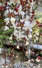 Clerodendrum schmidtii