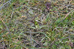 Triphysaria versicolor versicolor