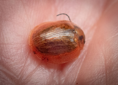 Paropsisterna bimaculata