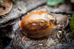 Paropsisterna bimaculata