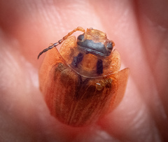 Paropsisterna bimaculata