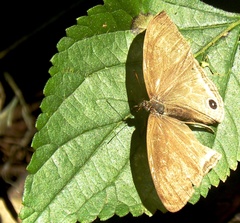 Euptychoides laccine