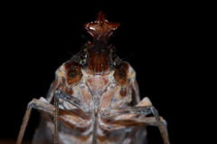 Phrictus moebiusi