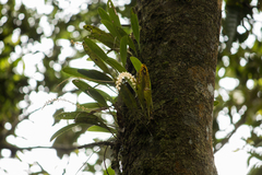 Bulbophyllum gibbosum
