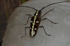 Taeniotes dentatus