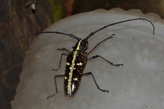 Taeniotes dentatus