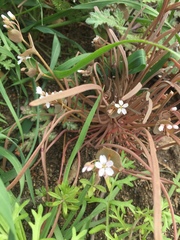 Claytonia rubra