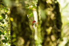 Aethopyga temminckii